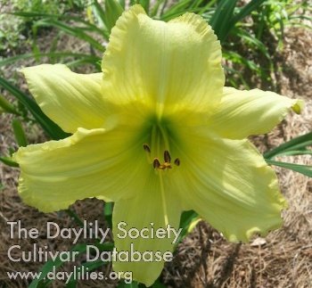 Daylily Green Iceberg